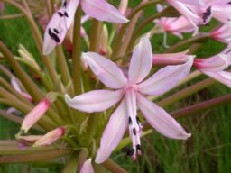 Brunsvigia radulosa appearing haphazard